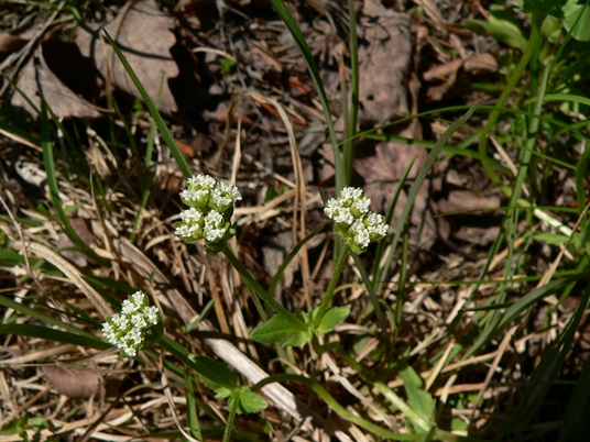 {Valerianella radiata}